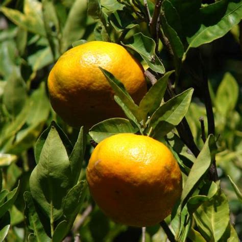 Mandarin Orange tree : buy Mandarin Orange tree / Citrus reticulata 1