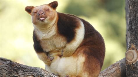 Rare Tree Kangaroo in New Guinea Was Just Seen For the First Time in 90 ...