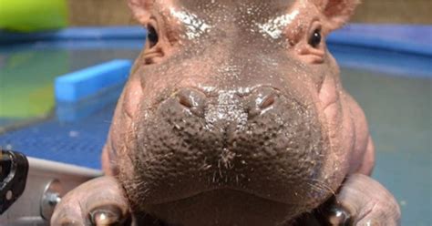 Fiona the Hippo Adorable Photos on First Birthday | POPSUGAR News