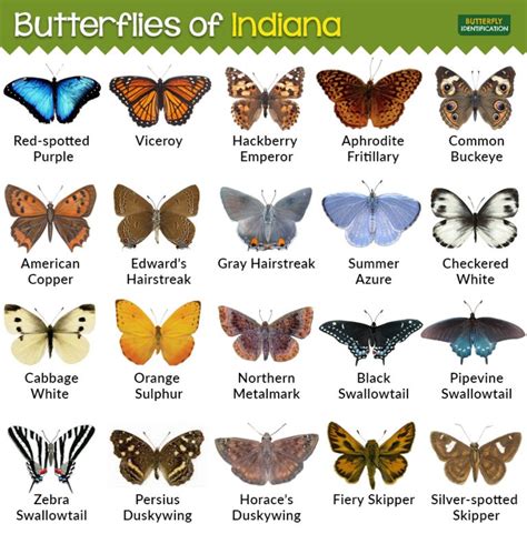 Types of Butterflies in Indiana