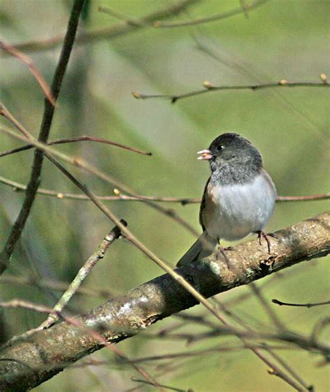 Juncos - not so ordinary after all! - Bird Canada