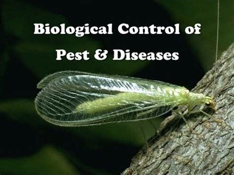 Biological Control of Pest & Diseases - YouTube