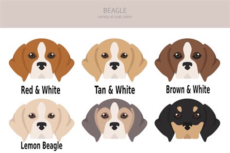 Brown and White Beagle! A Bi-Color Beagle. » Jacobson Kennel