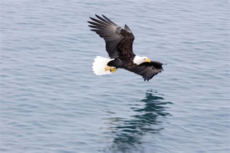 Águila calva volando | Foto Premium