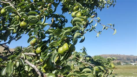 Pear Tree on Bridle Path Road – Christchurch Daily Photo