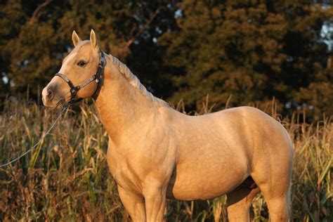 Dapple Palomino Horse Photos, Breeds, and Where to Buy - Helpful Horse Hints