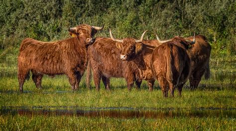 huddle of highland cattle in overgrown pond – Stan Schaap PHOTOGRAPHY