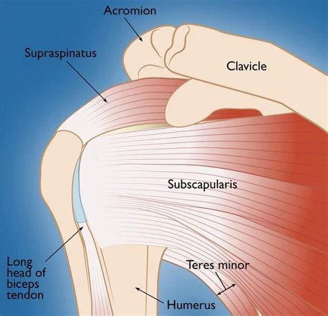 Rotator Cuff Injury