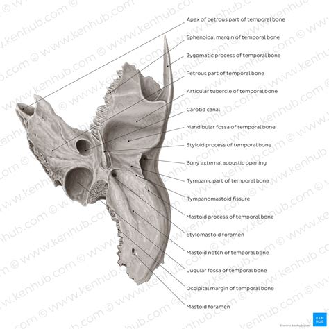 Temporal bone: Anatomy, parts, sutures and foramina | Kenhub