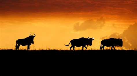 Bing HD Wallpaper : The animal kingdoms great migration - Bing Wallpaper Gallery