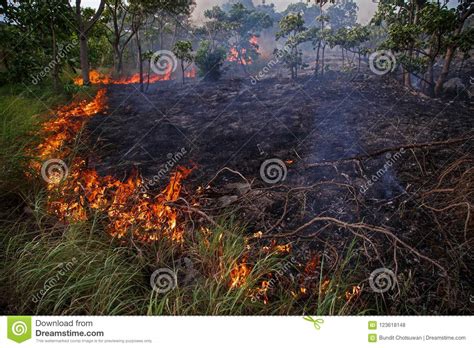 Jungle Fire Landscape Royalty-Free Stock Image | CartoonDealer.com #123618148