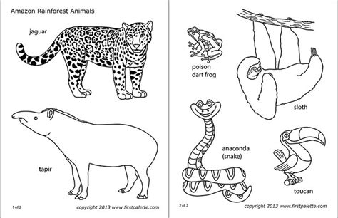 Amazon Jungle or Rainforest Animals | Free Printable Templates & Coloring Pages | FirstPal ...