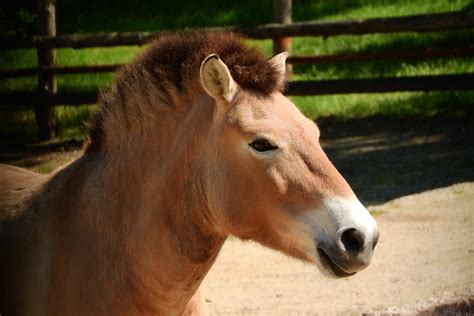 Free Images : wildlife, pasture, stallion, mane, fauna, head, vertebrate, mare, foal, colt, the ...