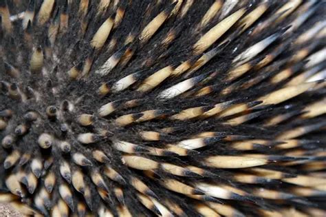 Short-beaked Echidna – Tachyglossus aculeatus - Ground Mammals