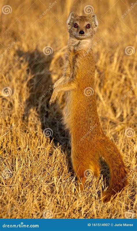 A Yellow Mongoose in Its Natural Habitat, South Africa. Stock Image - Image of rietvlei, natural ...