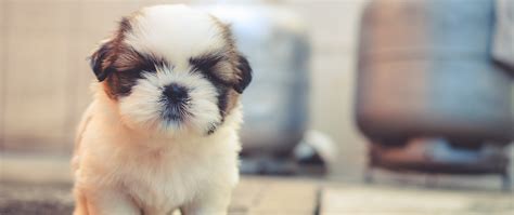 Top 150+ Cute dogs and puppies wallpaper - Thejungledrummer.com