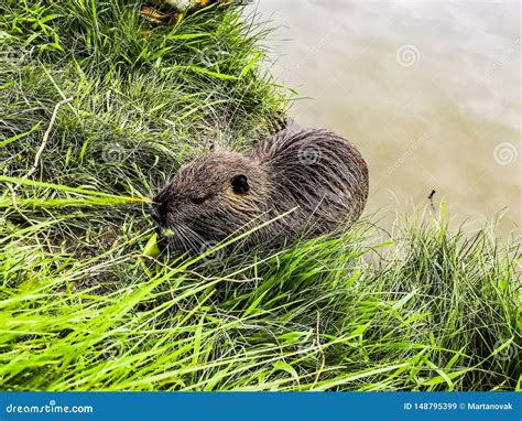 Nutria in river habitat. stock image. Image of coypu - 148795399