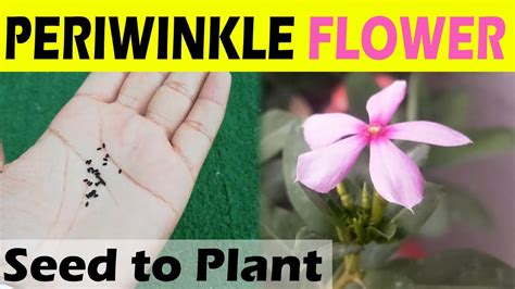 GROWING VINCA OR PERIWINKLE FROM SEEDS + VINCA SEED COLLECTION - @SproutingSeeds - YouTube