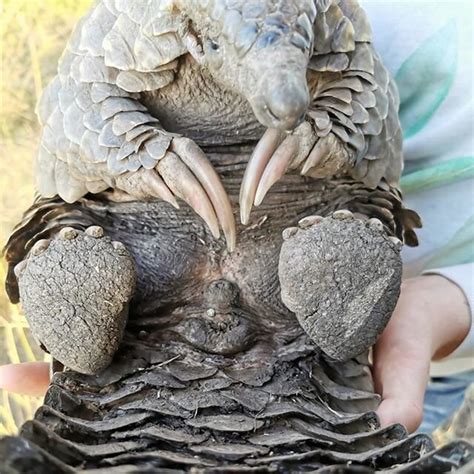 Pangolin Crisis Fund - Save Pangolins