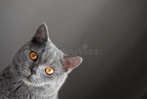 136 Cat Looking Around Corner Stock Photos - Free & Royalty-Free Stock ...