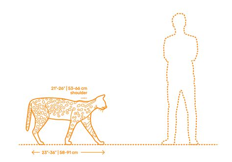 Big Cats Dimensions & Drawings | Dimensions.com