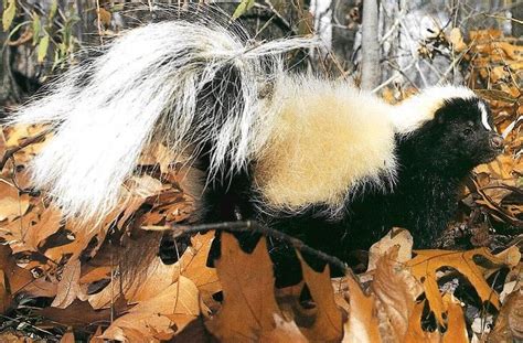 American Hog-Nosed; Skunks are in own family: Mephitidae, along with Stink Badgers. | Skunk pet ...