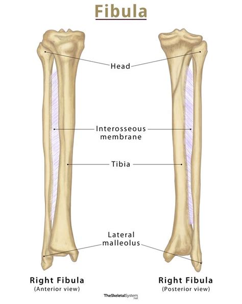 Fibula: Definition, Location, Anatomy, Functions, Diagrams, 56% OFF