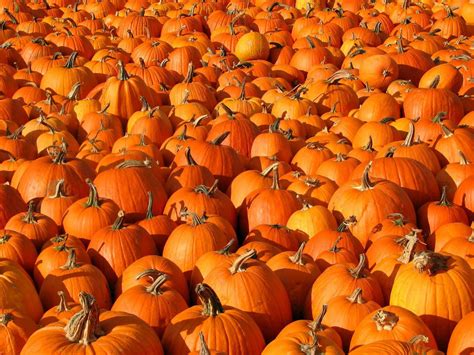 HD Pumpkin Patch Halloween Autumn Wide Wallpaper | Download Free - 145436