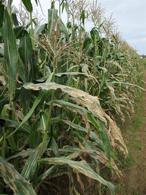 Northern corn leaf blight on sweet corn | Vegetable Pathology – Long ...