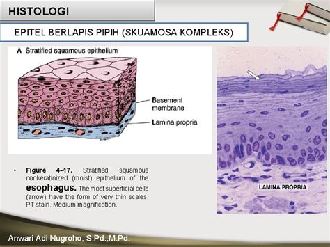 HISTOLOGI Lima Jaringan Dasar pada hewan Jaringan Epitel