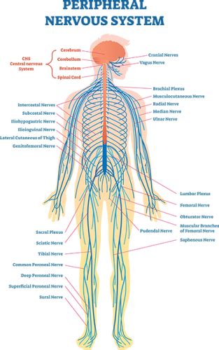 Peripheral Neuropathy - Neuropathy Awareness, Neurological Disease