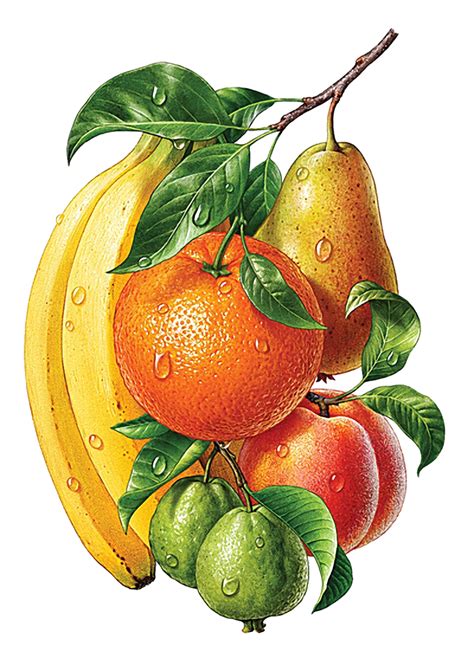 Ilustração de Frutas PNG