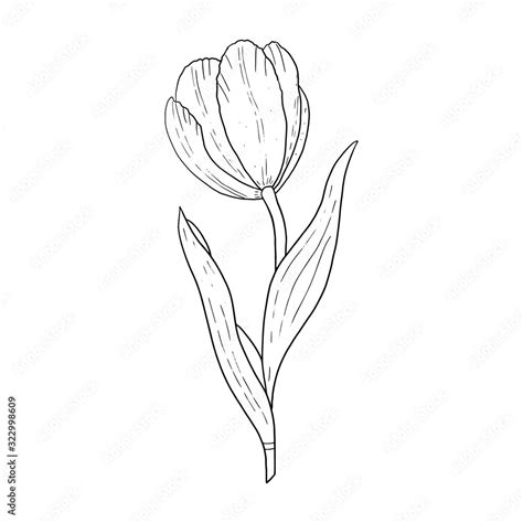 Tulip hand drawn outline drawing.Black and white image.Stylized image of a Tulip flower.One ...