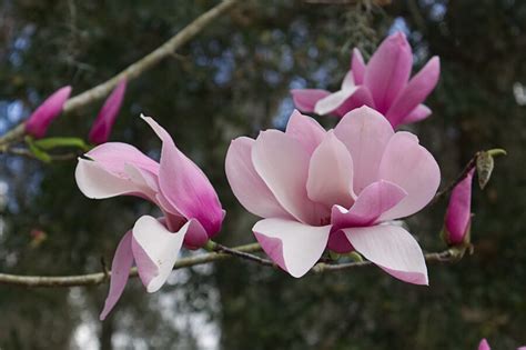 Saucer Magnolias [Winter Flowering Trees & Shrubs] — Greenhouse Studio