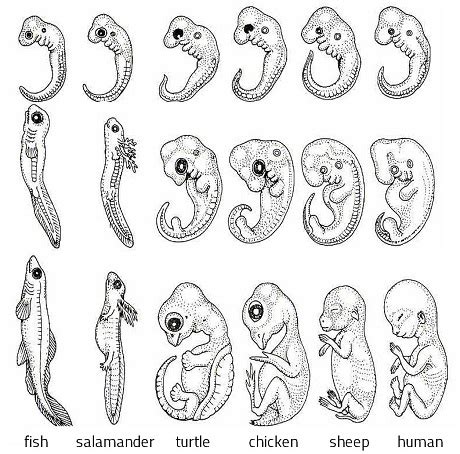 Embryology as proof of evolution - Labster