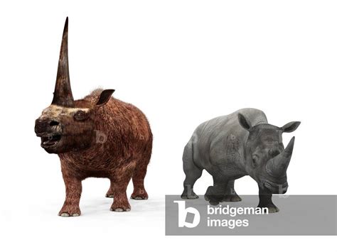 Image of Elasmotherium and White Rhinoceros - Comparison ...