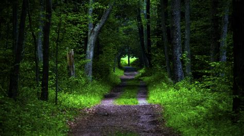 forest, trees, trail, turn, vegetation, 4k HD Wallpaper