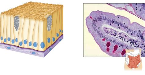 Simple Columnar Epithelium. Diagram | Quizlet