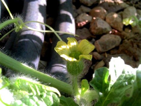 My first female watermelon flower! Real excited over this one, since last year I failed at ...