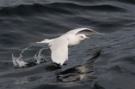 Shetland in Winter – Shetland Nature