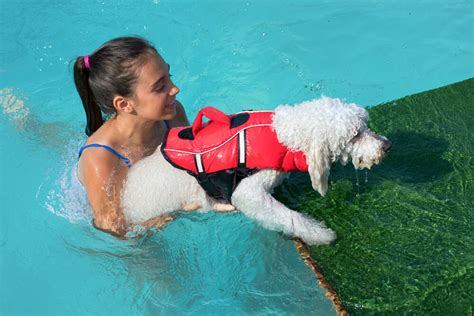 The 5 Best Dog Pool Ramps 2021, Reviews and Buying Guide