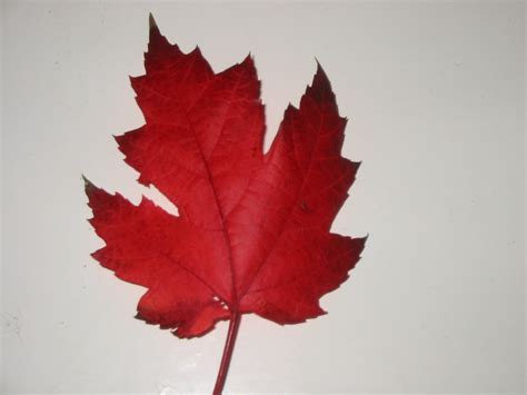 Datoteka:Canadian Maple Leaf.JPG - Wikipedija