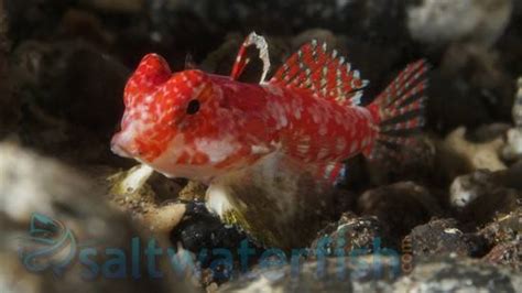 Scooter Blenny - Red - Blennies - Saltwater Fish