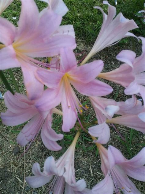 6 Surprise Lily Bulbs 1/2 Dozen Vintage Heirloom Bulb From - Etsy