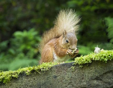 Red Squirrel Eating Nuts Lake District UK Stock Image - Image of ...