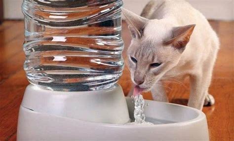 7 DIY Cat Fountain Plans To Encourage Drinking Habits In Felines - The ...