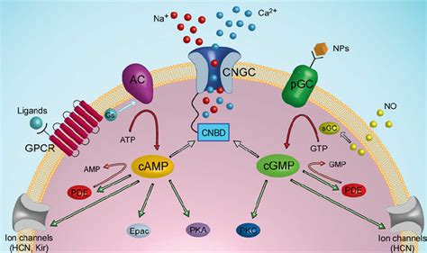 Camp Signal Pathway