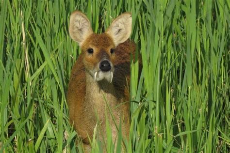 🔥 The fanged Water Deer of China 🔥 : r/NatureIsFuckingLit