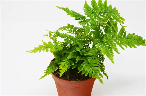 Autumn Fern - 4" Pot | Autumn fern, House plants, Indoor plant pots