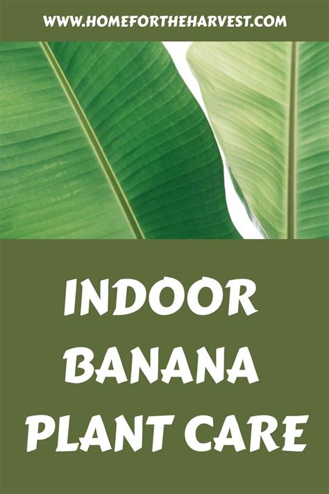 Indoor banana plant 🌱 🍌 Bring the tropics to your living room